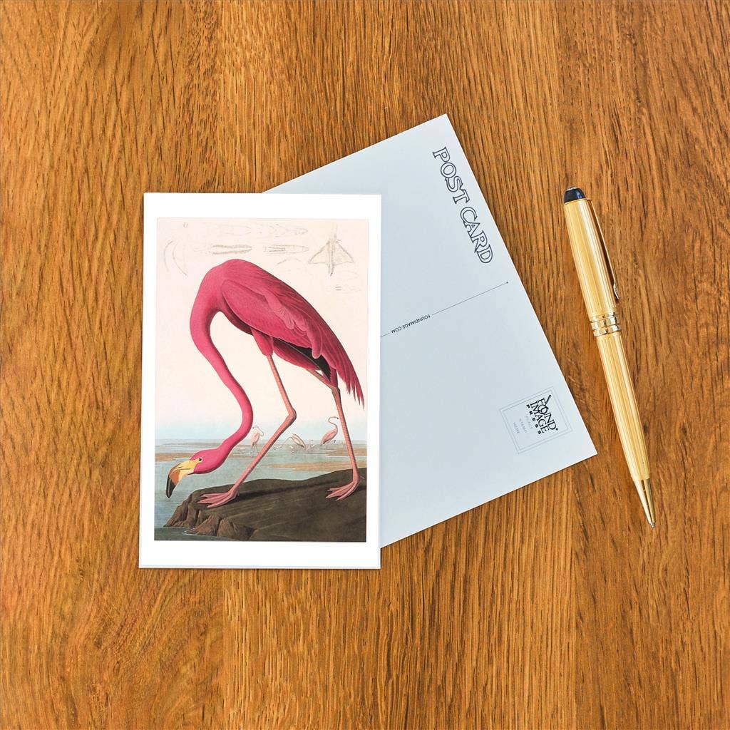 Postcard: Flamingos