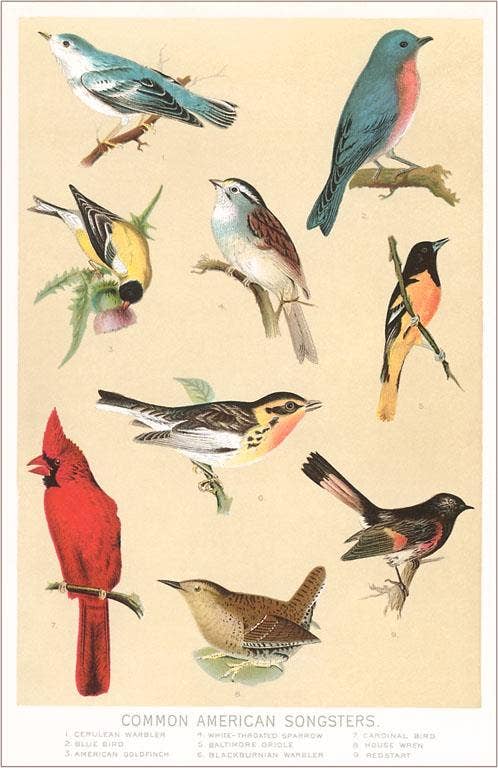 Postcard: Common American Songbirds