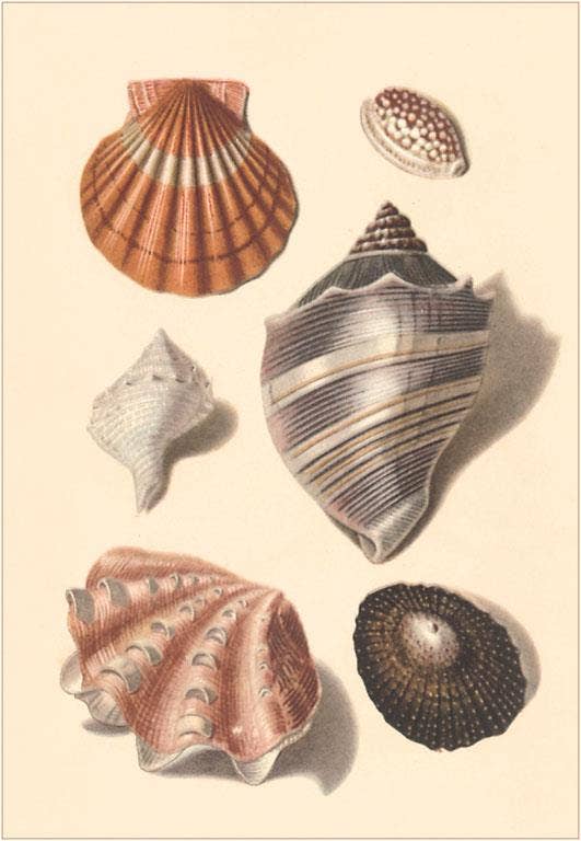 Postcard: Seashells