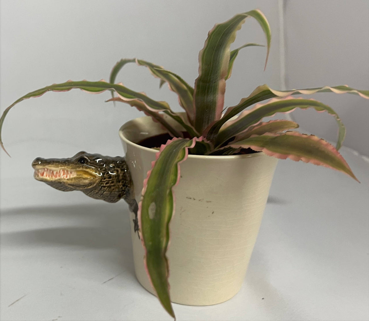 Potted plant with a mug shaped like an alligator on a white background