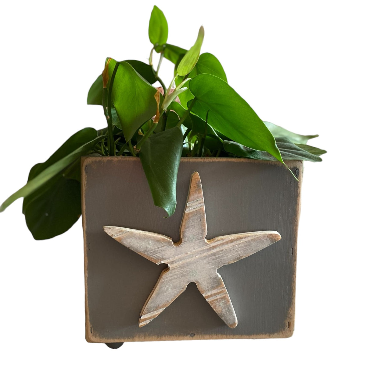 Wooden Sea Star Box Planter | Grace Graffiti