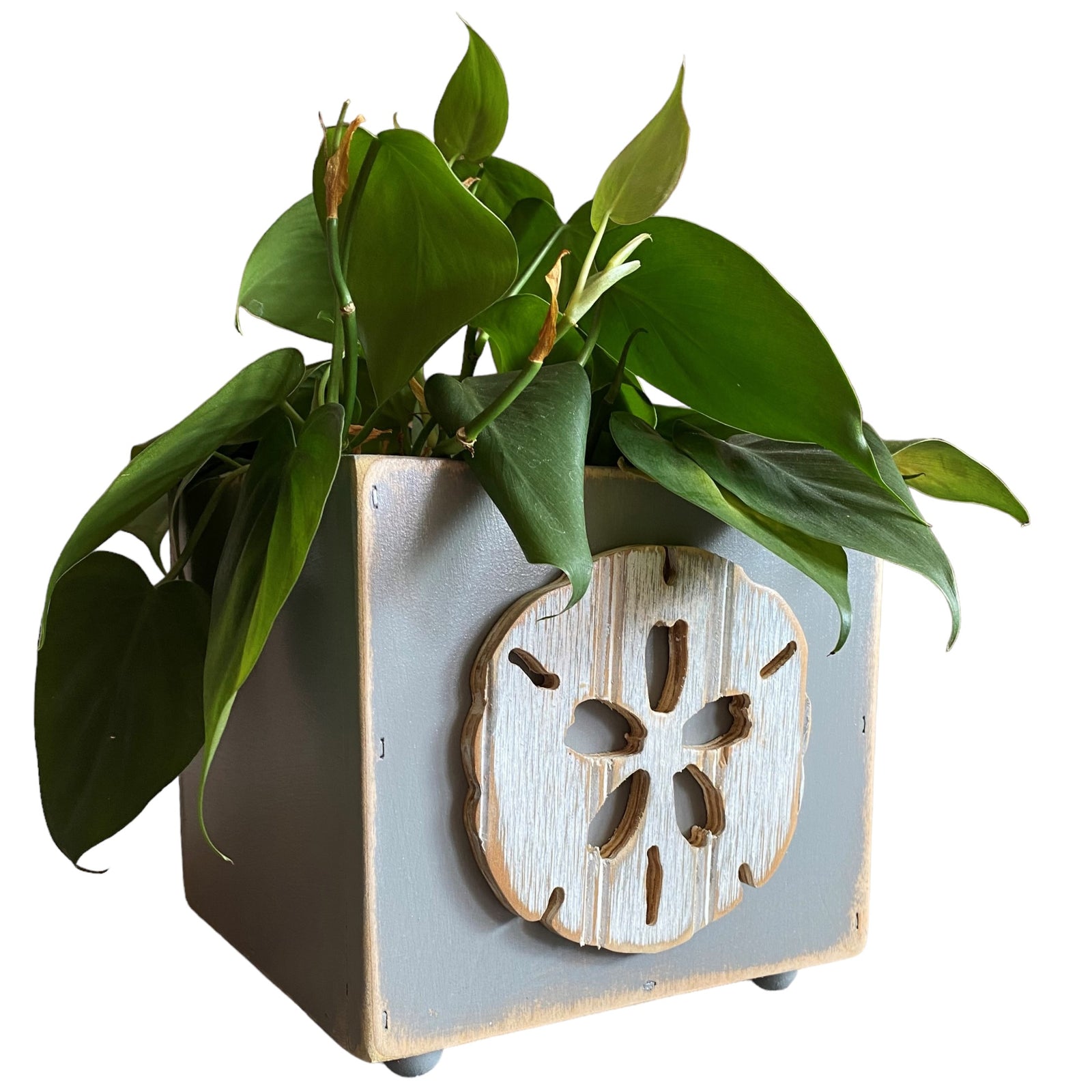Wooden Sand Dollar Box Planter | Grace Graffiti