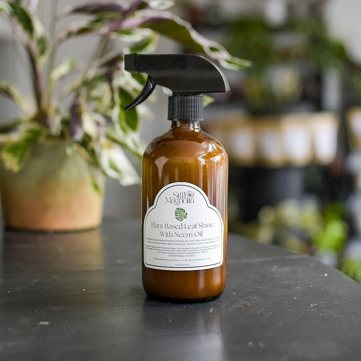 Still Magnolia - Plant Based Leaf Shine with Neem Oil: 16 oz Spray Bottle
