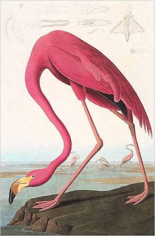 Postcard: Flamingos