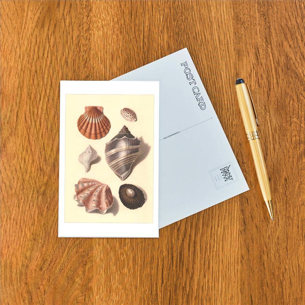 Postcard: Seashells