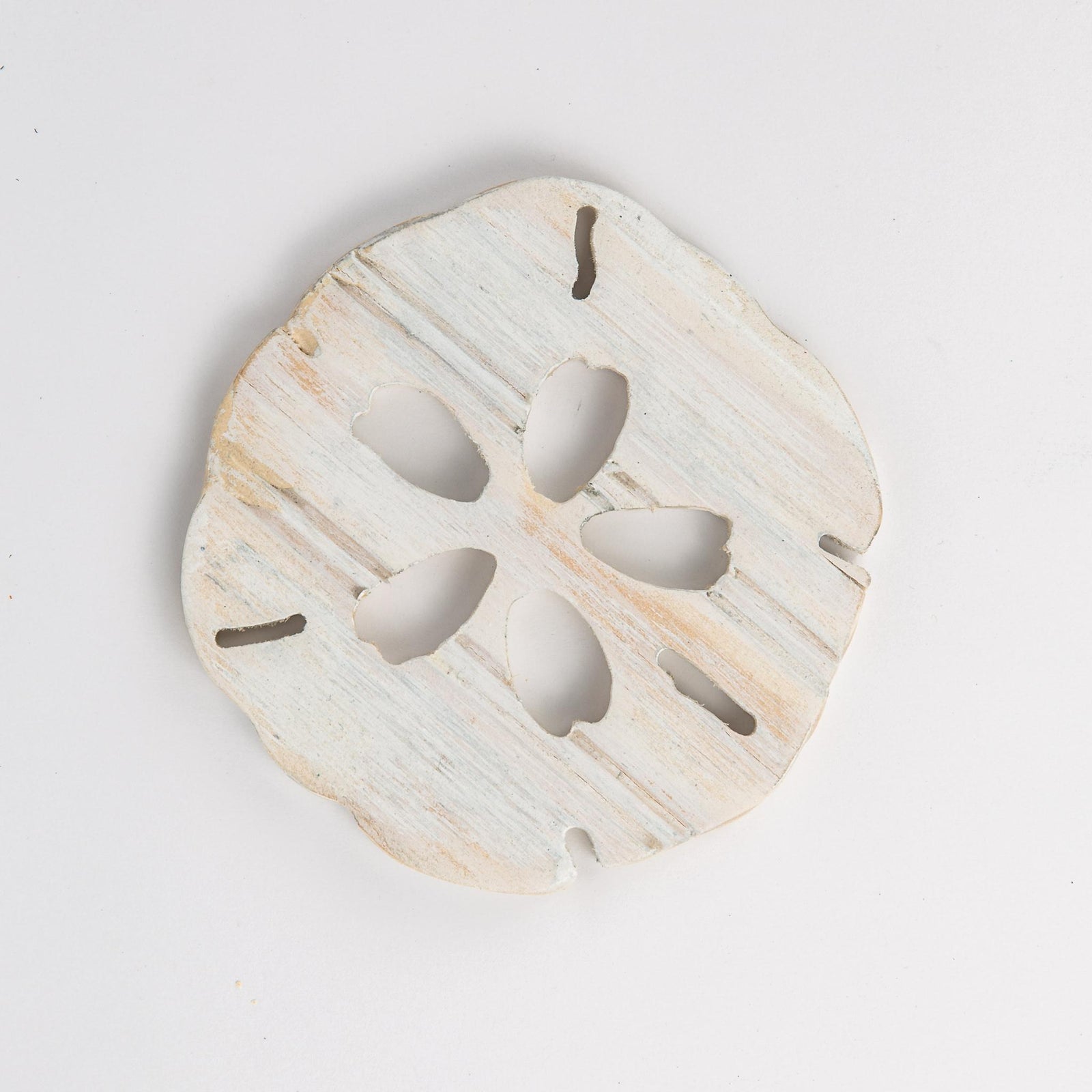 sand dollar wooden coaster | grace graffiti